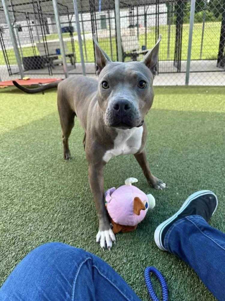 Aubrey, an adoptable Pit Bull Terrier, Mixed Breed in Maysville, NC, 28555 | Photo Image 5