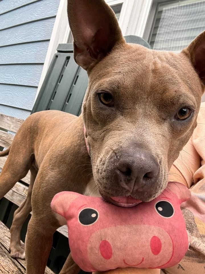 Aubrey, an adoptable Pit Bull Terrier, Mixed Breed in Maysville, NC, 28555 | Photo Image 6