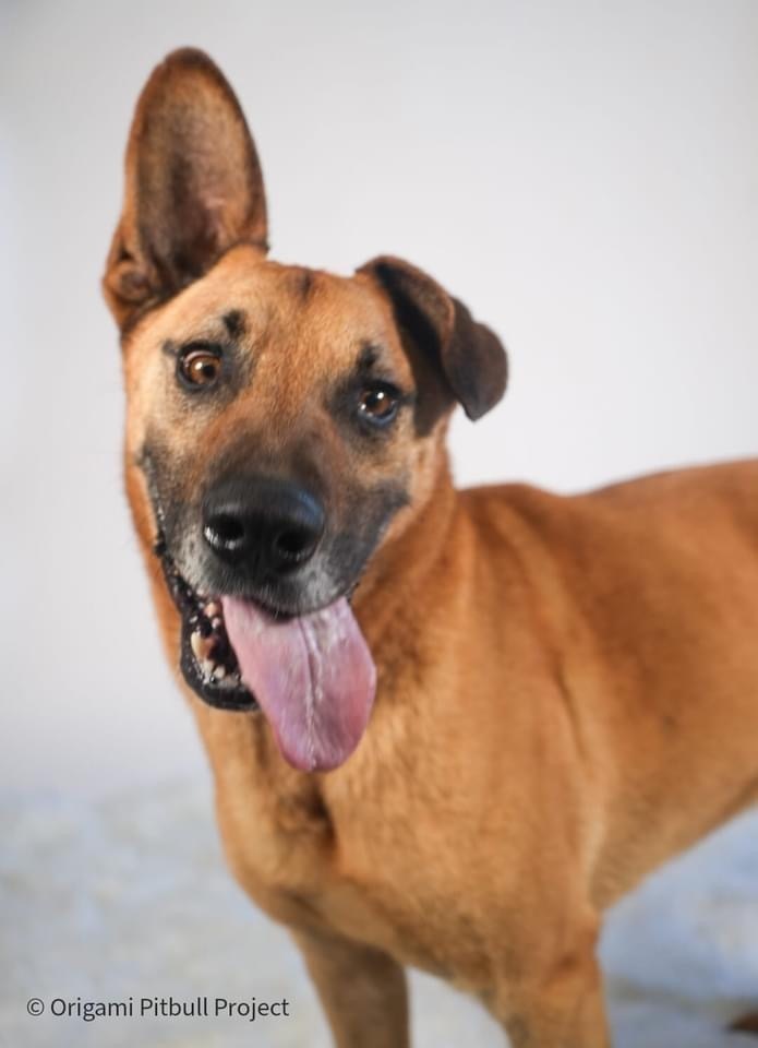 Bart, an adoptable German Shepherd Dog, Mixed Breed in Maysville, NC, 28555 | Photo Image 1