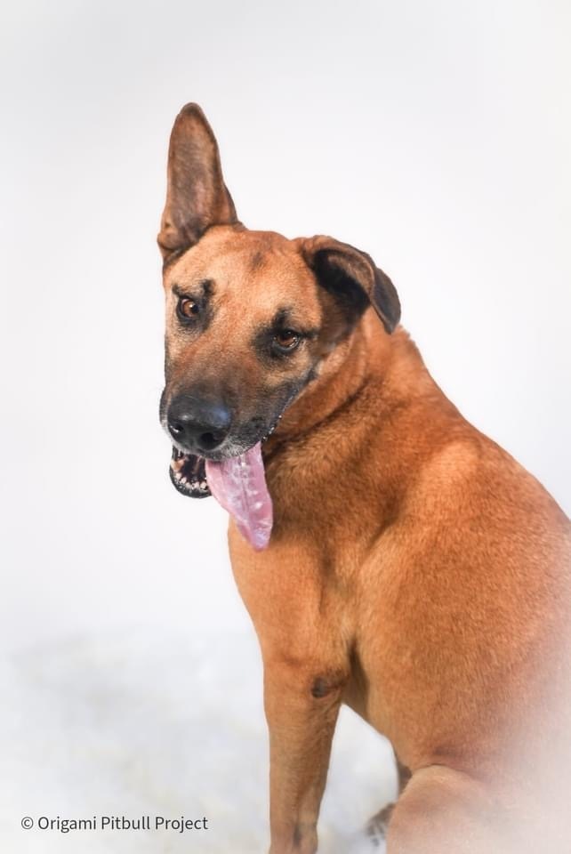 Bart, an adoptable German Shepherd Dog, Mixed Breed in Maysville, NC, 28555 | Photo Image 2