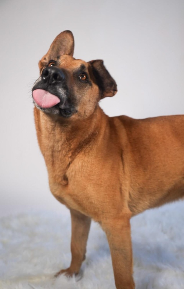 Bart, an adoptable German Shepherd Dog, Mixed Breed in Maysville, NC, 28555 | Photo Image 3