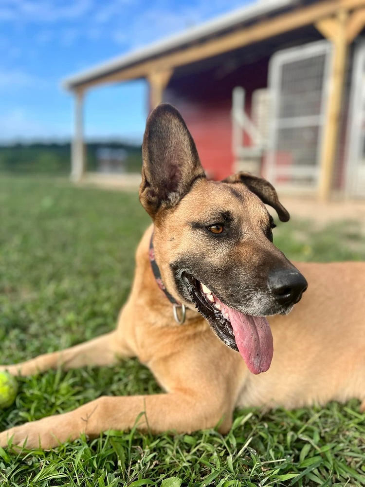Bart, an adoptable German Shepherd Dog, Mixed Breed in Maysville, NC, 28555 | Photo Image 4