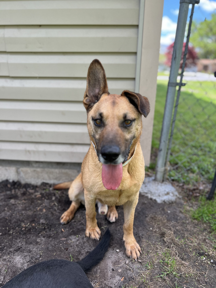 Bart, an adoptable German Shepherd Dog, Mixed Breed in Maysville, NC, 28555 | Photo Image 5