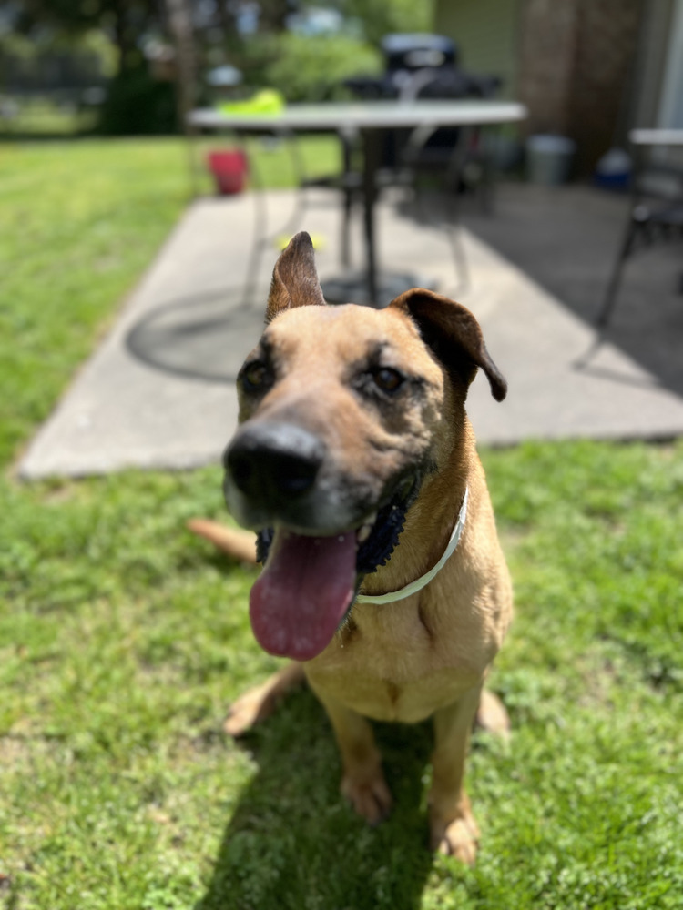 Bart, an adoptable German Shepherd Dog, Mixed Breed in Maysville, NC, 28555 | Photo Image 6