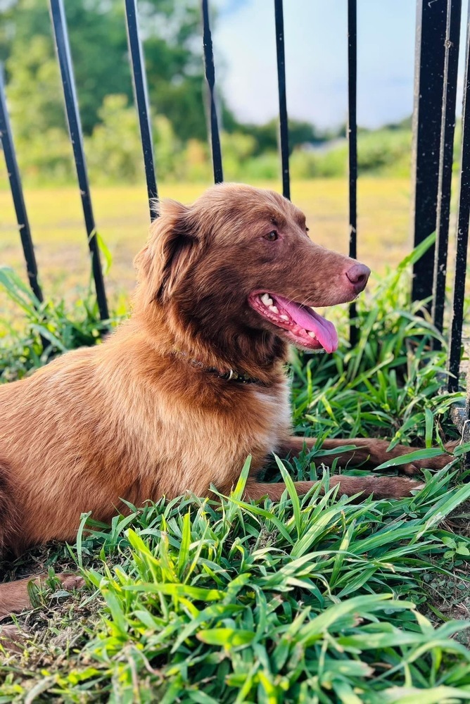 Lizzie, an adoptable Australian Shepherd in Maysville, NC, 28555 | Photo Image 1