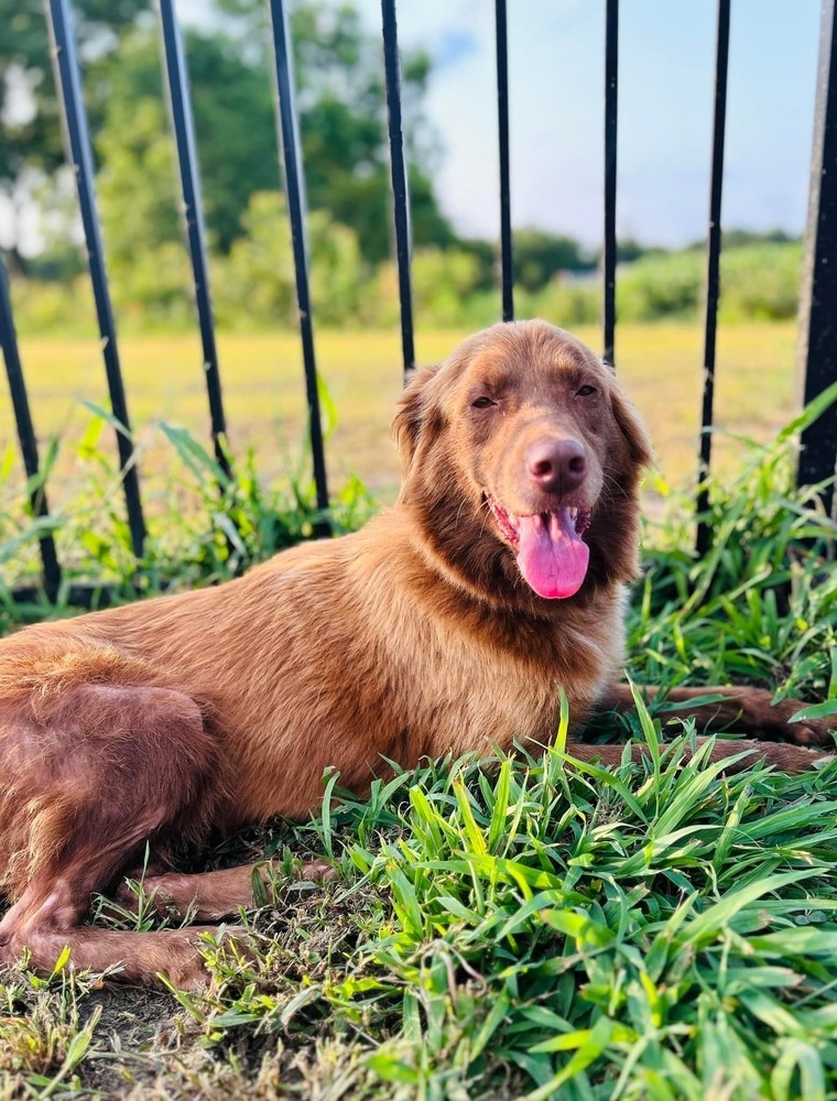 Lizzie, an adoptable Australian Shepherd in Maysville, NC, 28555 | Photo Image 2