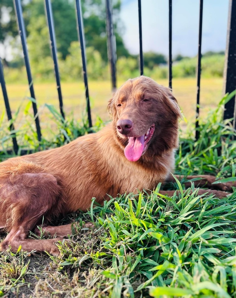 Lizzie, an adoptable Australian Shepherd in Maysville, NC, 28555 | Photo Image 3