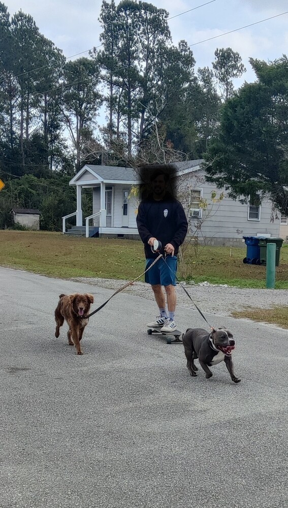 Lizzie, an adoptable Australian Shepherd in Maysville, NC, 28555 | Photo Image 4