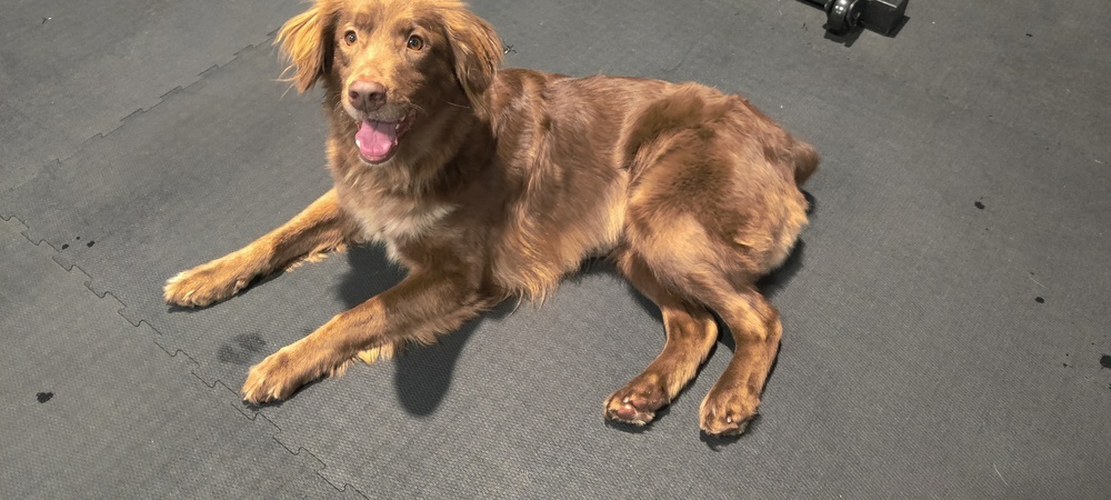 Lizzie, an adoptable Australian Shepherd in Maysville, NC, 28555 | Photo Image 5