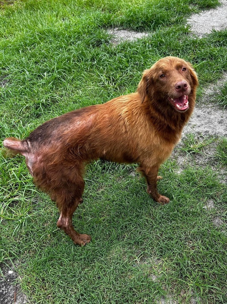 Lizzie, an adoptable Australian Shepherd in Maysville, NC, 28555 | Photo Image 6