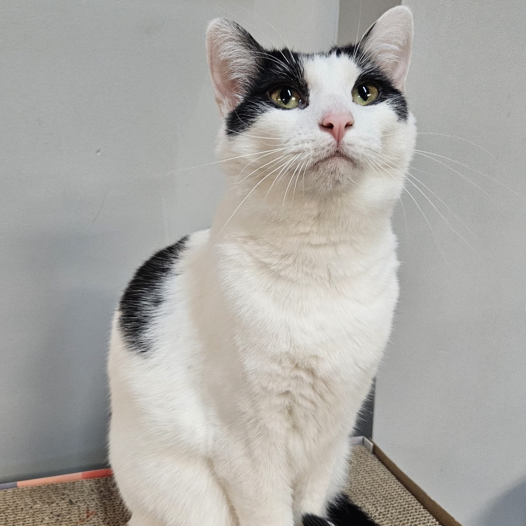 CT, an adoptable Domestic Short Hair in Osawatomie, KS, 66064 | Photo Image 2