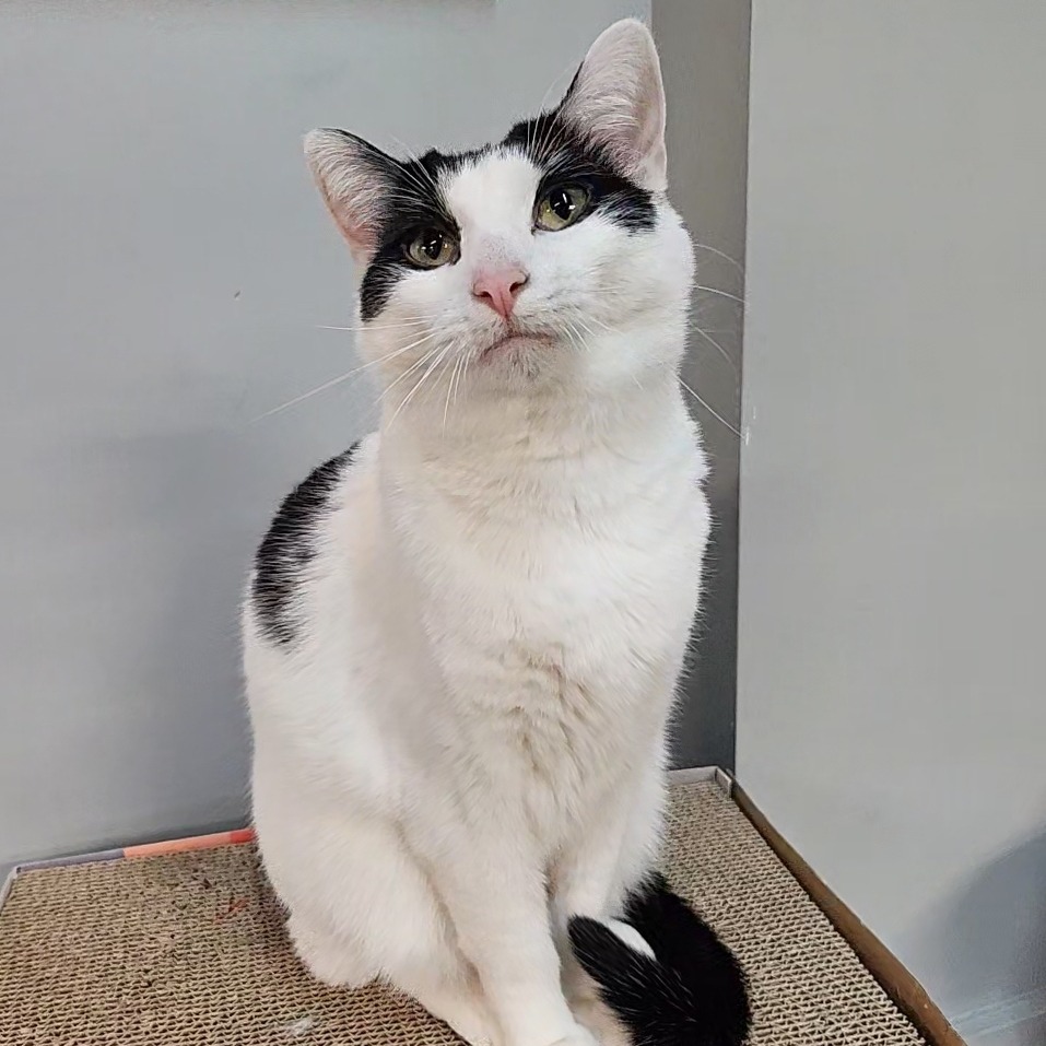 CT, an adoptable Domestic Short Hair in Osawatomie, KS, 66064 | Photo Image 3