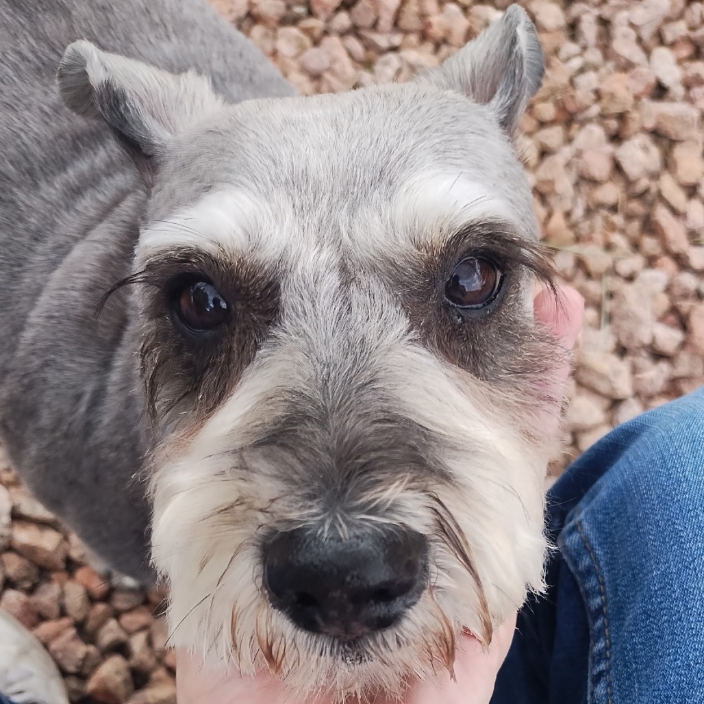 Roxy, an adoptable Schnauzer, Poodle in Phoenix, AZ, 85029 | Photo Image 1