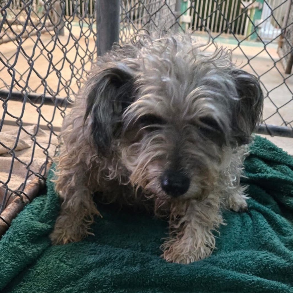 Roxy, an adoptable Schnauzer, Poodle in Phoenix, AZ, 85029 | Photo Image 2