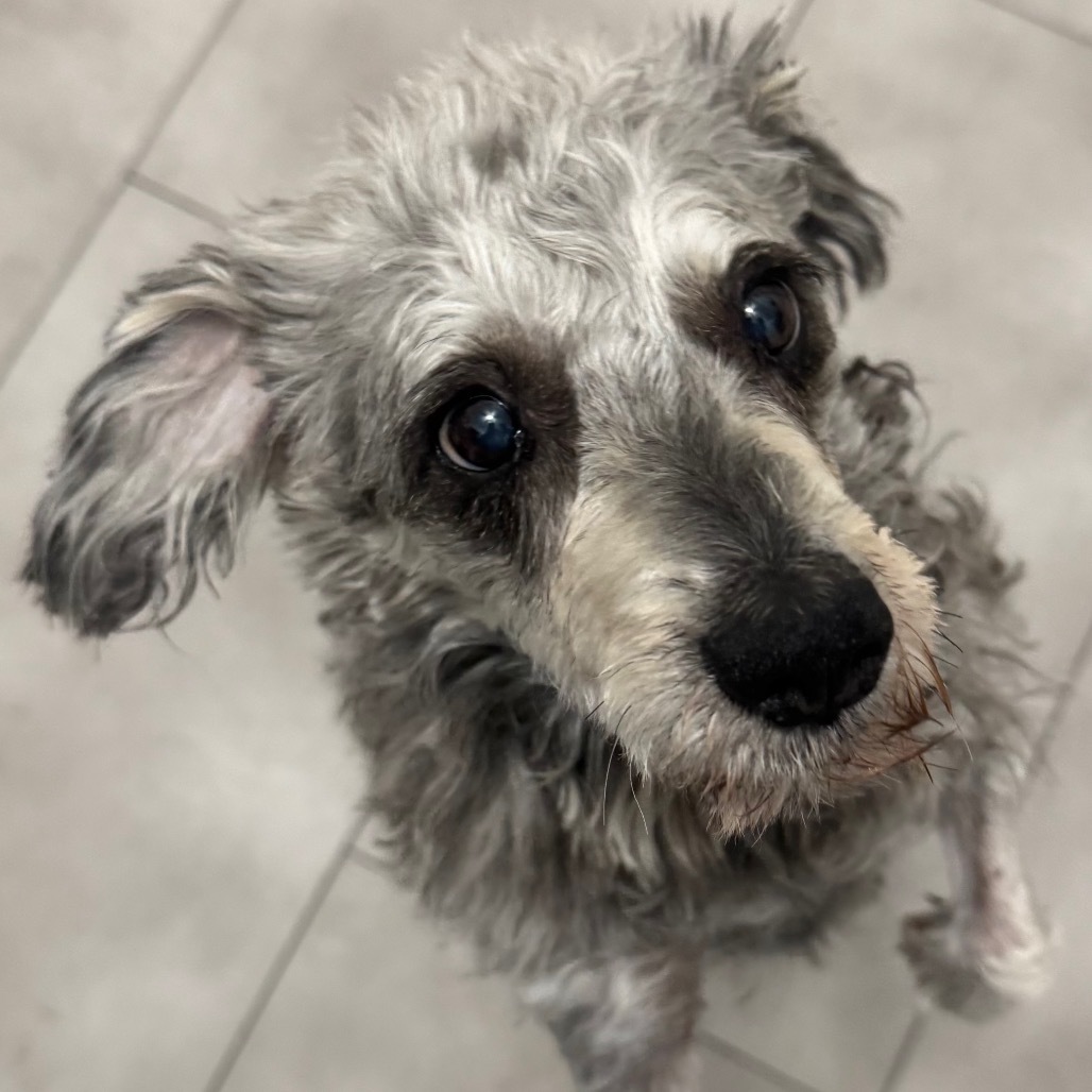 Roxy, an adoptable Schnauzer, Poodle in Phoenix, AZ, 85029 | Photo Image 3