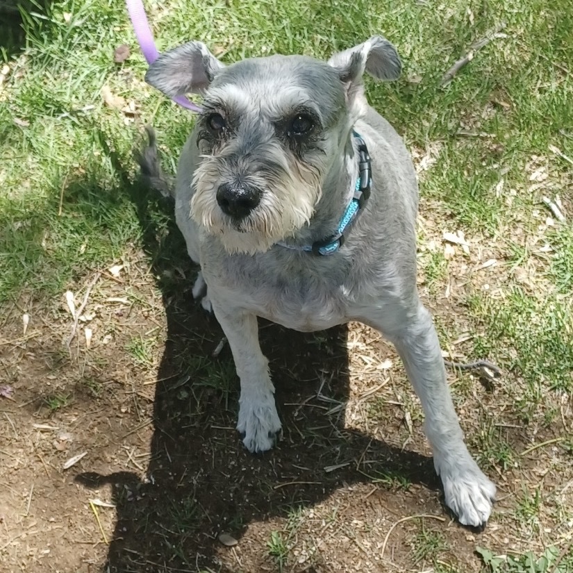 Roxy, an adoptable Schnauzer, Poodle in Phoenix, AZ, 85029 | Photo Image 4