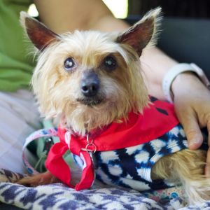 Coco 20348, Senior Female Yorkshire Terrier