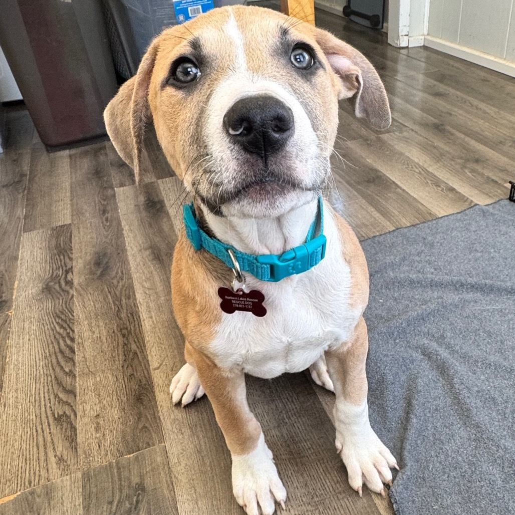 Rowan #12, an adoptable Pit Bull Terrier in Brainerd, MN, 56401 | Photo Image 1