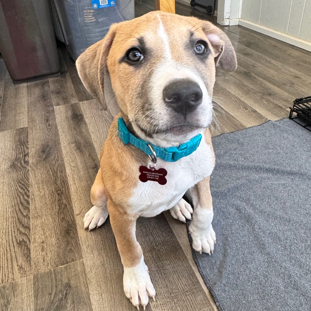Rowan #12, an adoptable Pit Bull Terrier in Brainerd, MN, 56401 | Photo Image 1