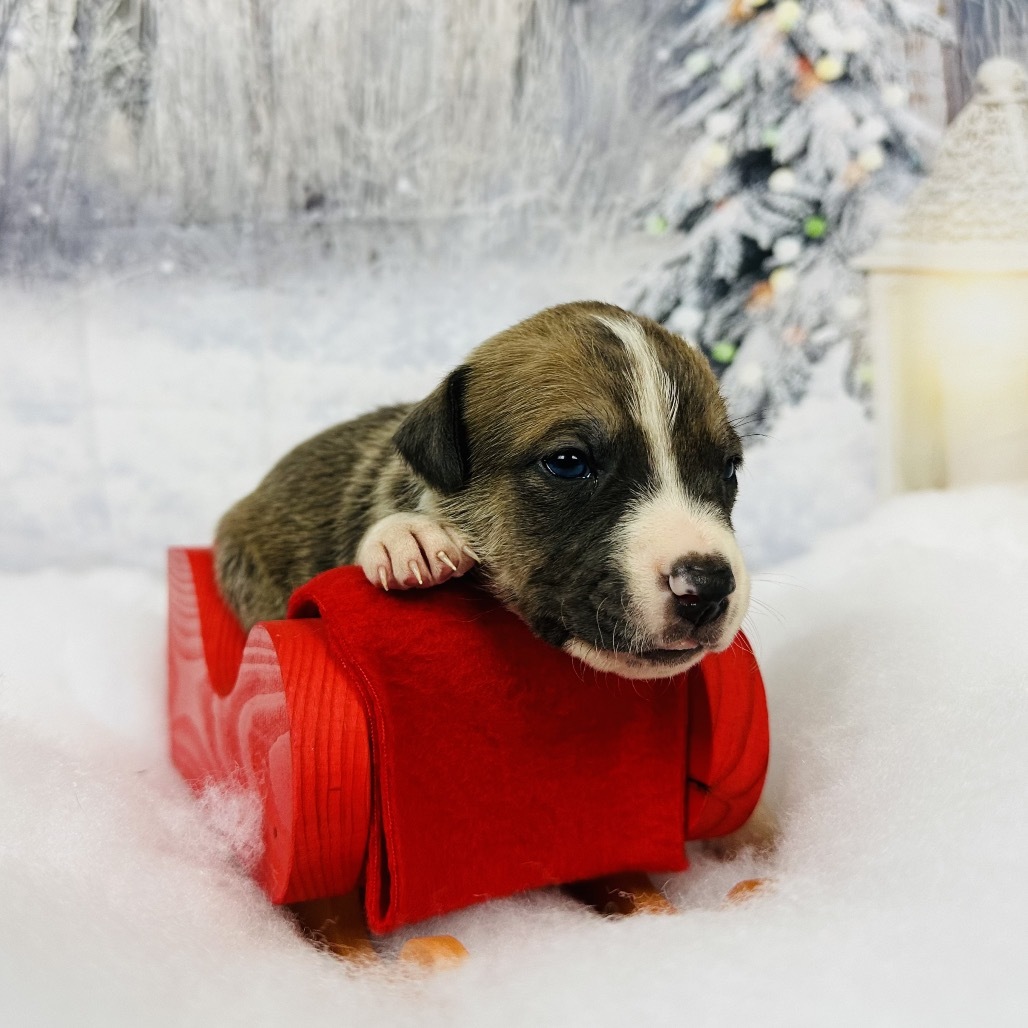 Rowan #12, an adoptable Pit Bull Terrier in Brainerd, MN, 56401 | Photo Image 4