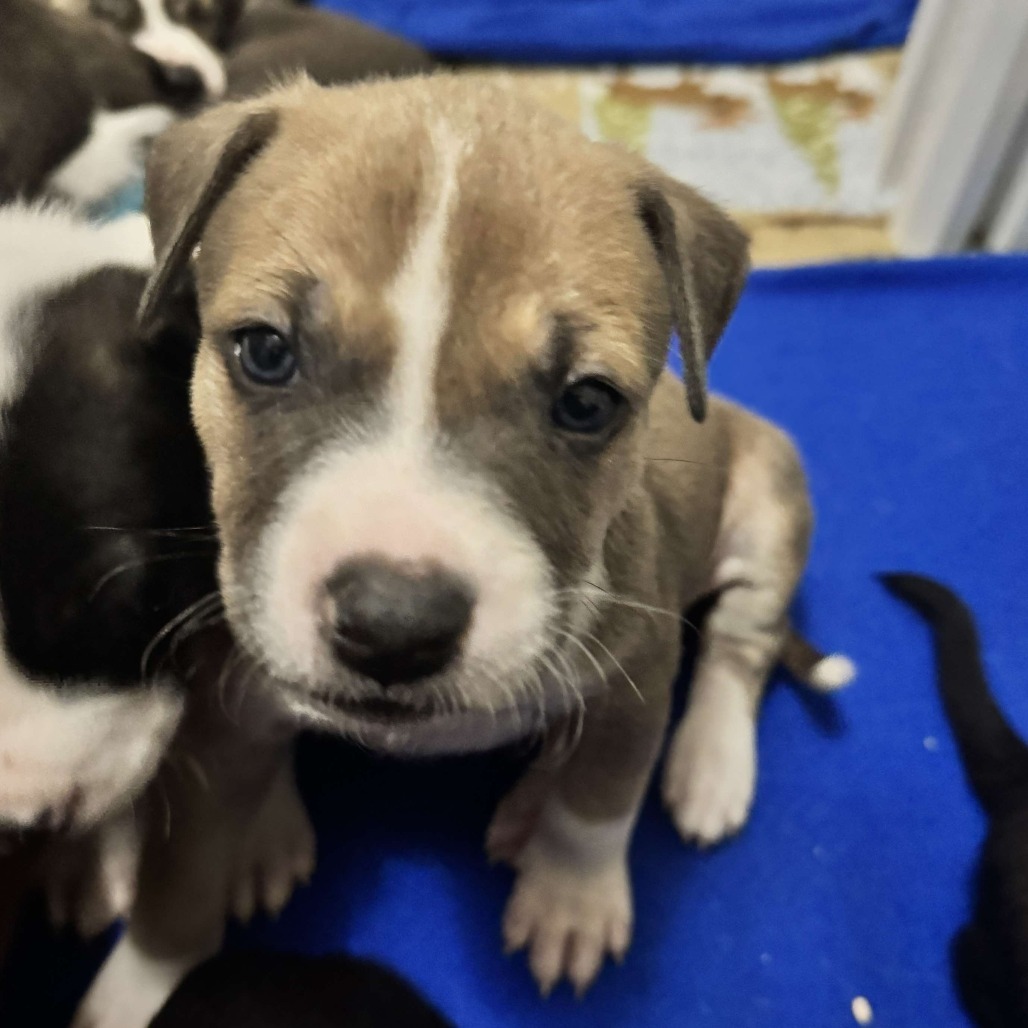 Rowan #12, an adoptable Pit Bull Terrier in Brainerd, MN, 56401 | Photo Image 5