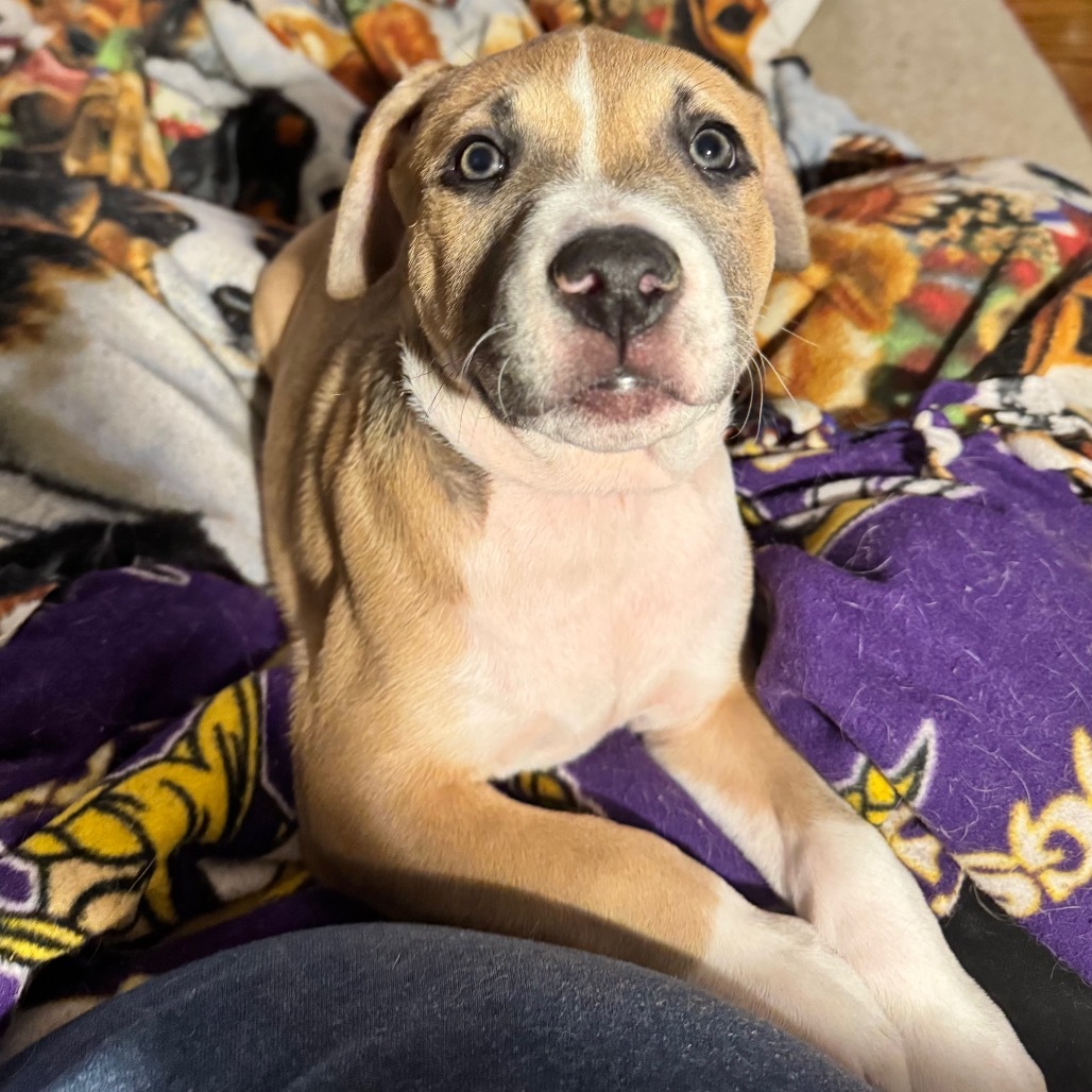 Rowan #12, an adoptable Pit Bull Terrier in Brainerd, MN, 56401 | Photo Image 6
