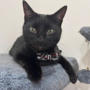 Meet Sky a handsome boy with a big personality whos as independent as he is sa
