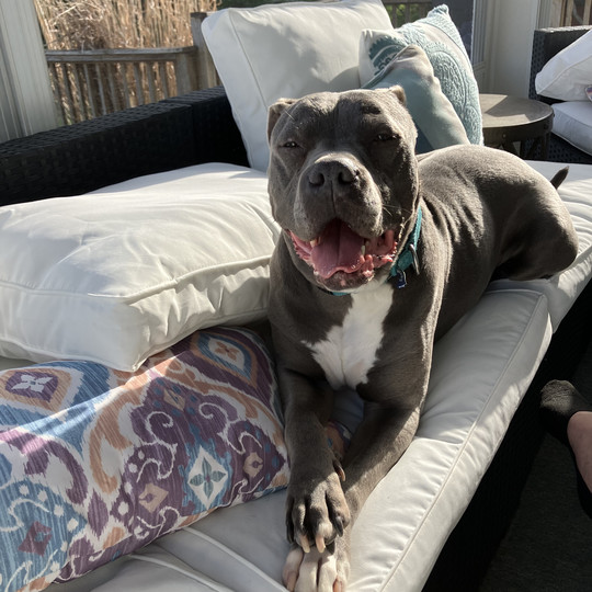 Duke - In Foster