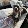 Duke - In Foster photo 1