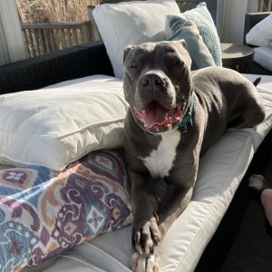Duke - In Foster, Senior Male American Staffordshire Terrier