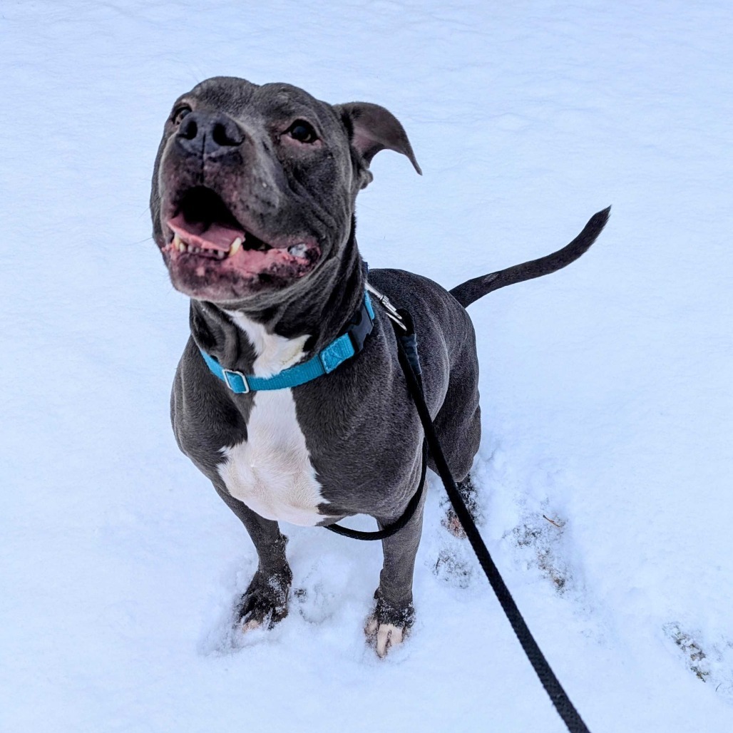 Duke - In Foster, an adoptable American Staffordshire Terrier in Grand Rapids, MI, 49503 | Photo Image 2