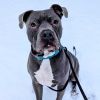 Duke - In Foster photo 3