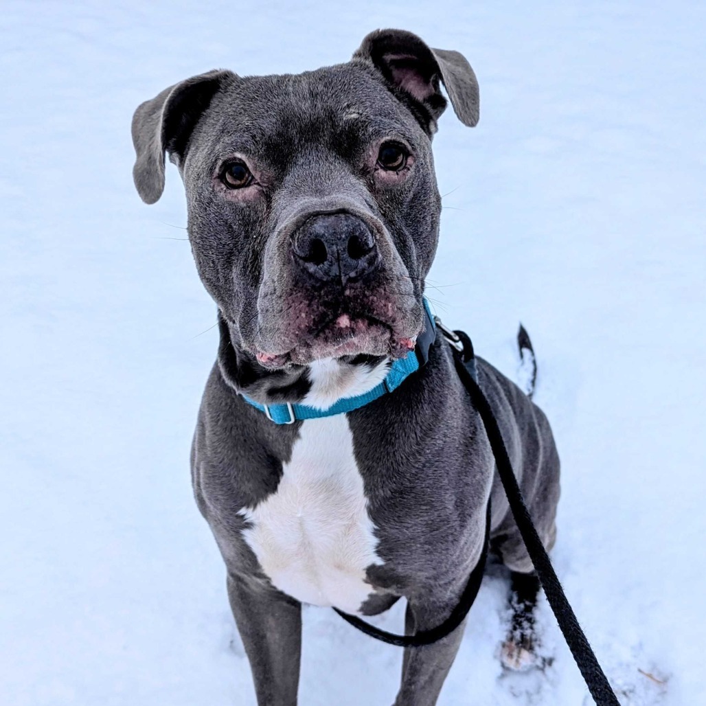 Duke - In Foster, an adoptable American Staffordshire Terrier in Grand Rapids, MI, 49503 | Photo Image 3