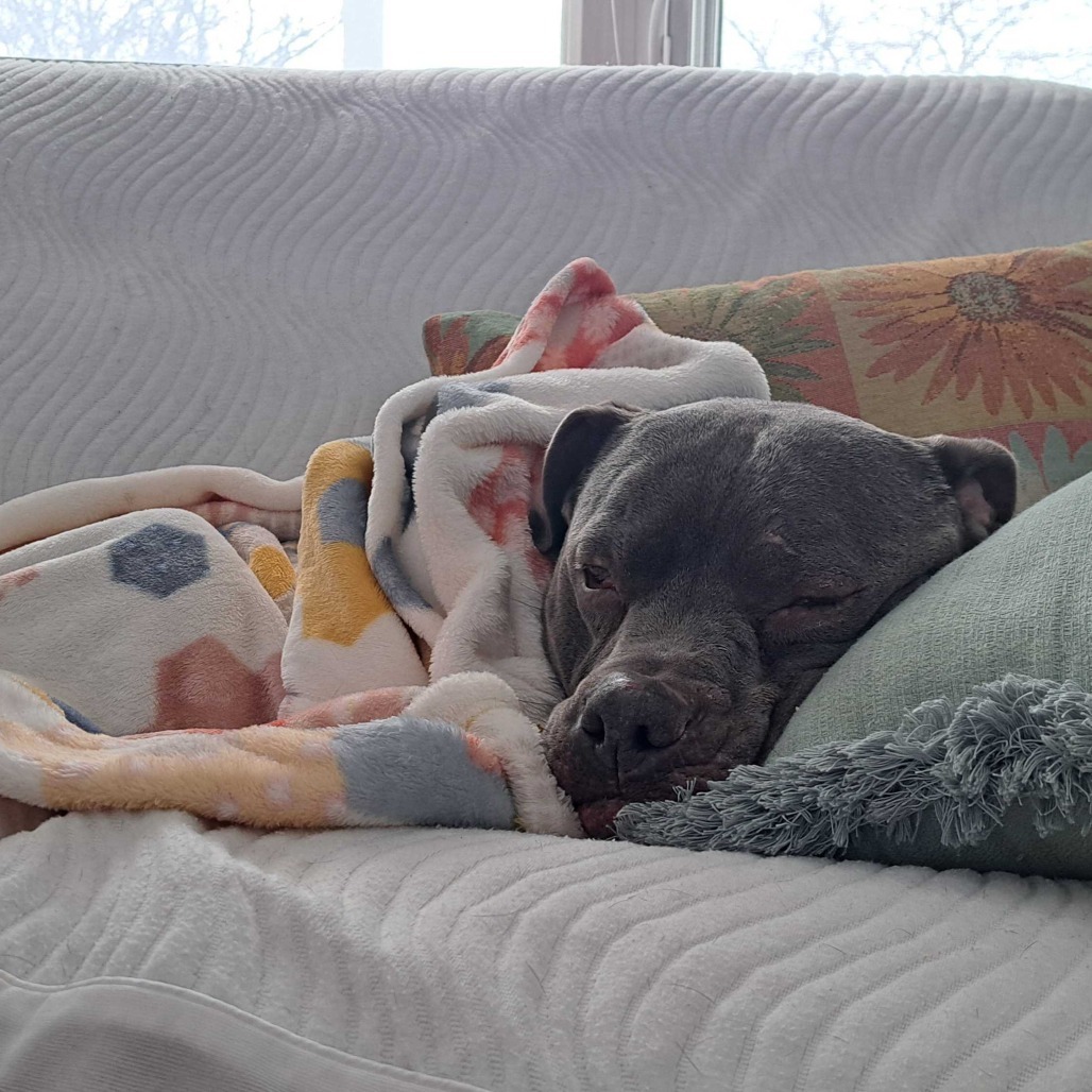 Duke - In Foster, an adoptable American Staffordshire Terrier in Grand Rapids, MI, 49503 | Photo Image 4