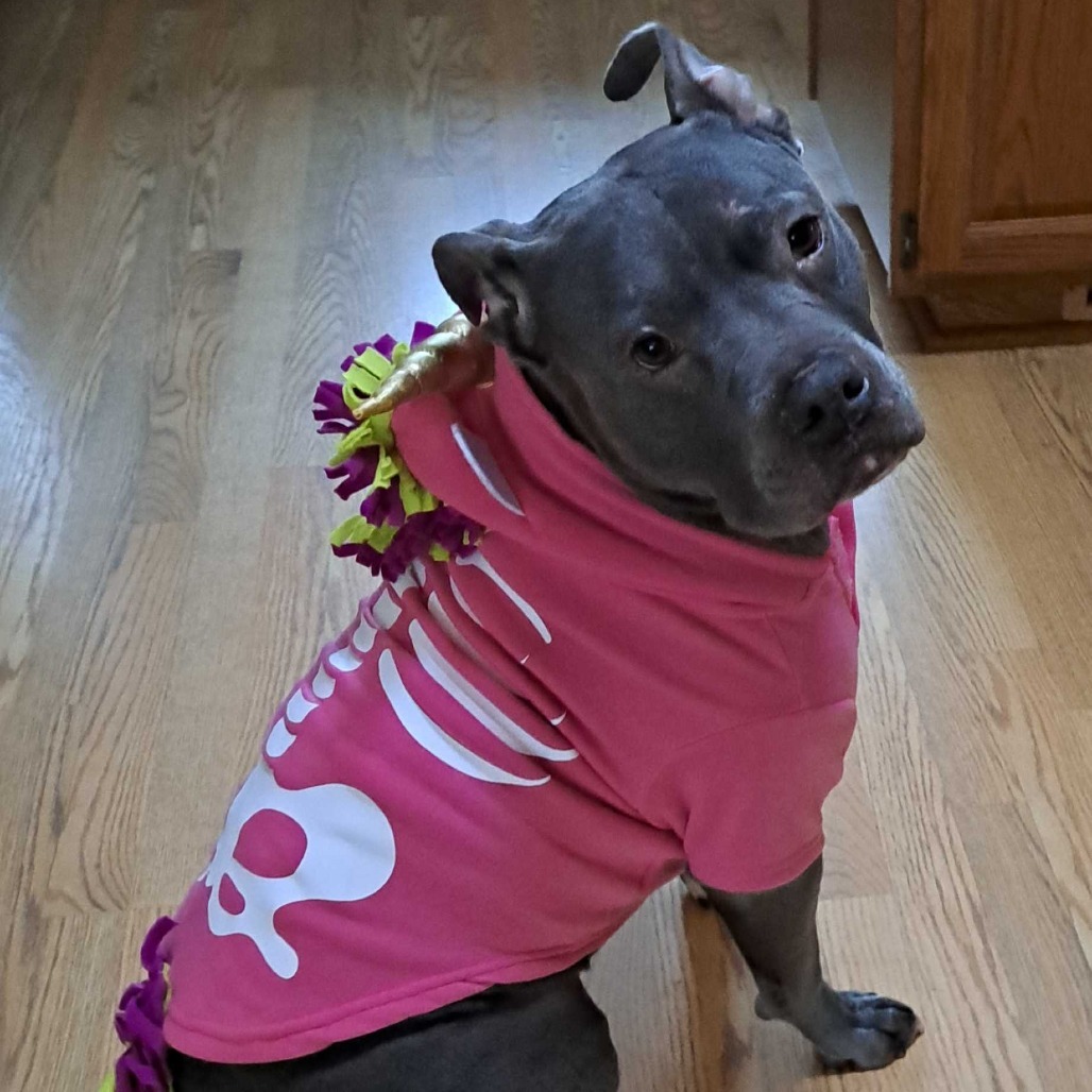 Duke - In Foster, an adoptable American Staffordshire Terrier in Grand Rapids, MI, 49503 | Photo Image 5