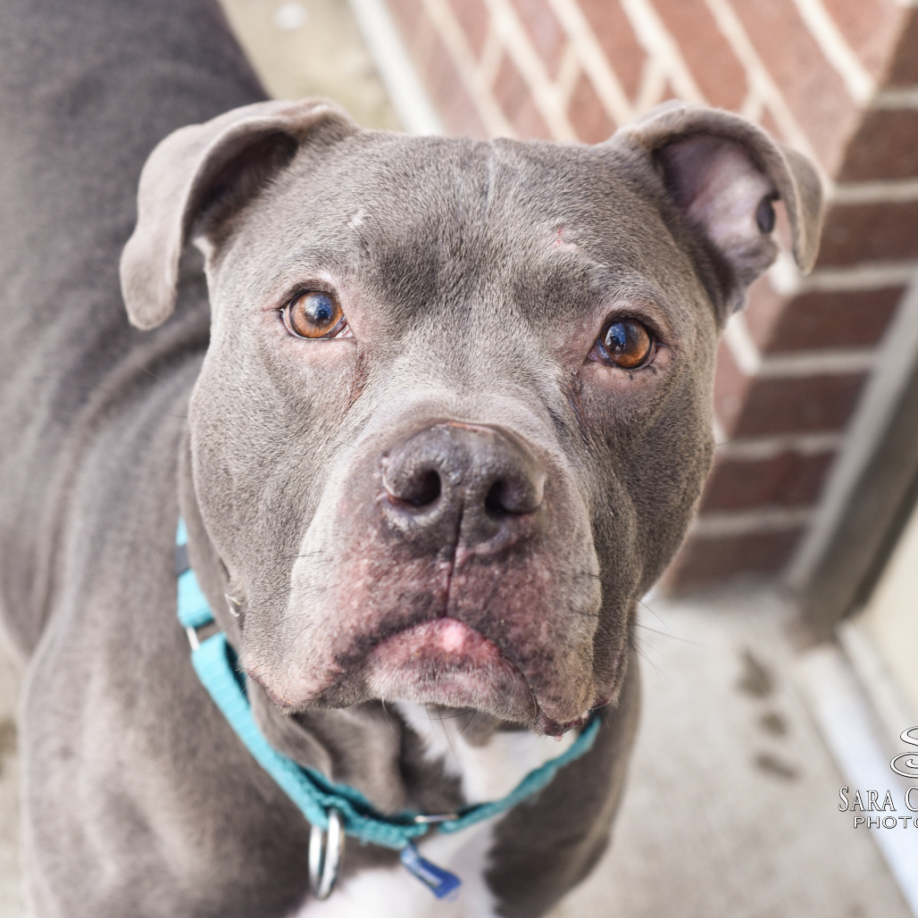 Duke - In Foster, an adoptable American Staffordshire Terrier in Grand Rapids, MI, 49503 | Photo Image 6