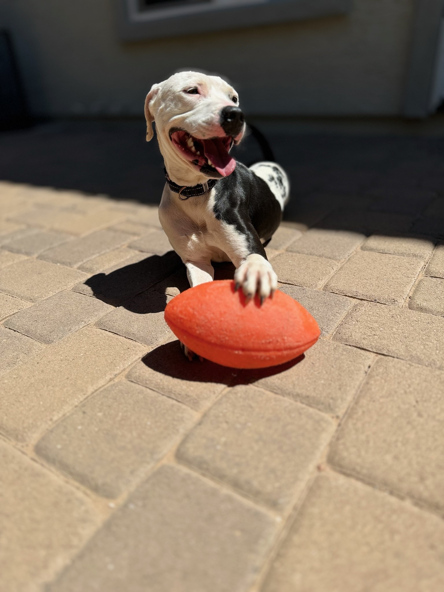 Pepper