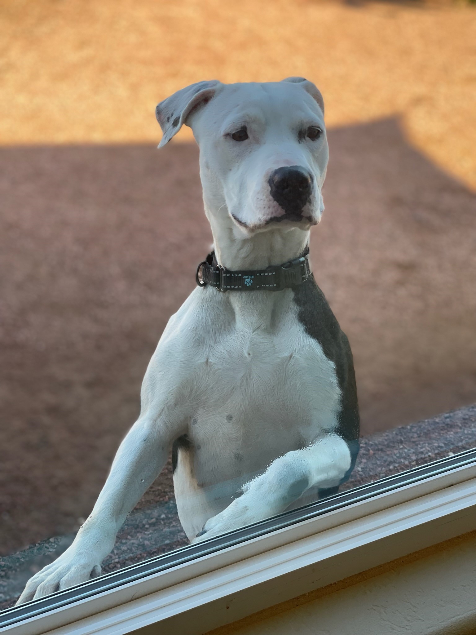 Pepper