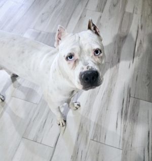 Lychee, Adult Female unknown
