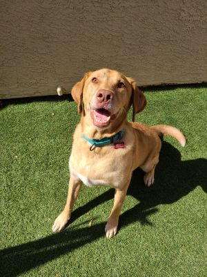 Dash, Senior Male unknown