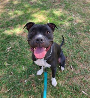 Luna Bear, Adult Female Pit Bull Terrier
