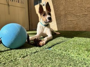 Moxie, Adult Female unknown
