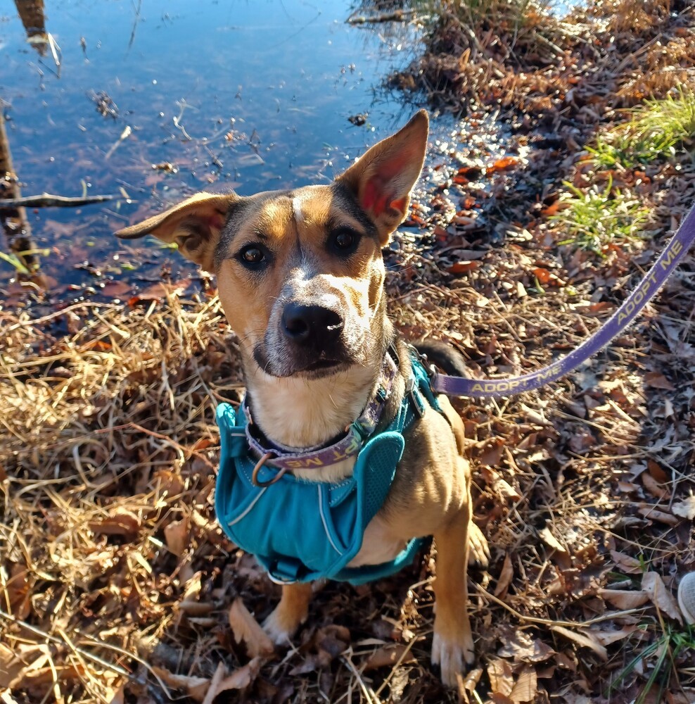 Rori