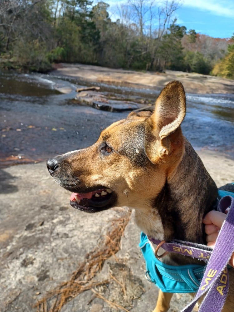 Rori