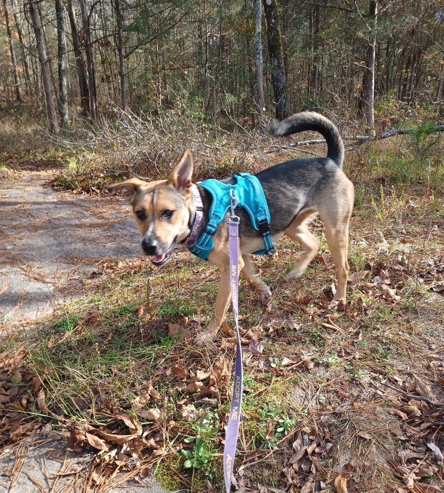 Rori