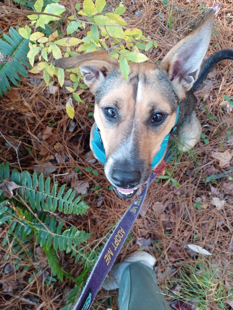 Rori