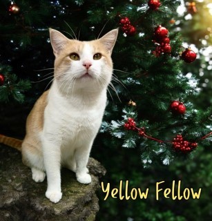 Yellow Fellow 124127