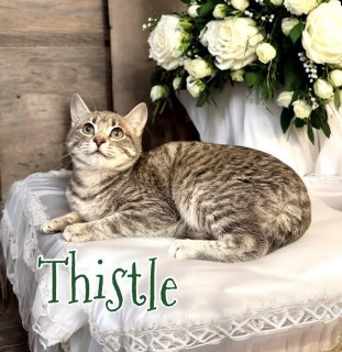 Thistle 31882