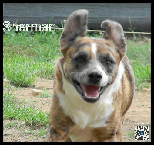 Sherman