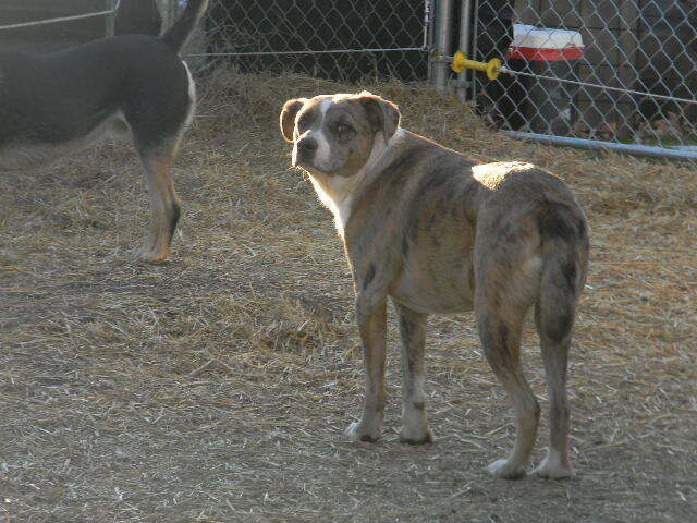 Sherman